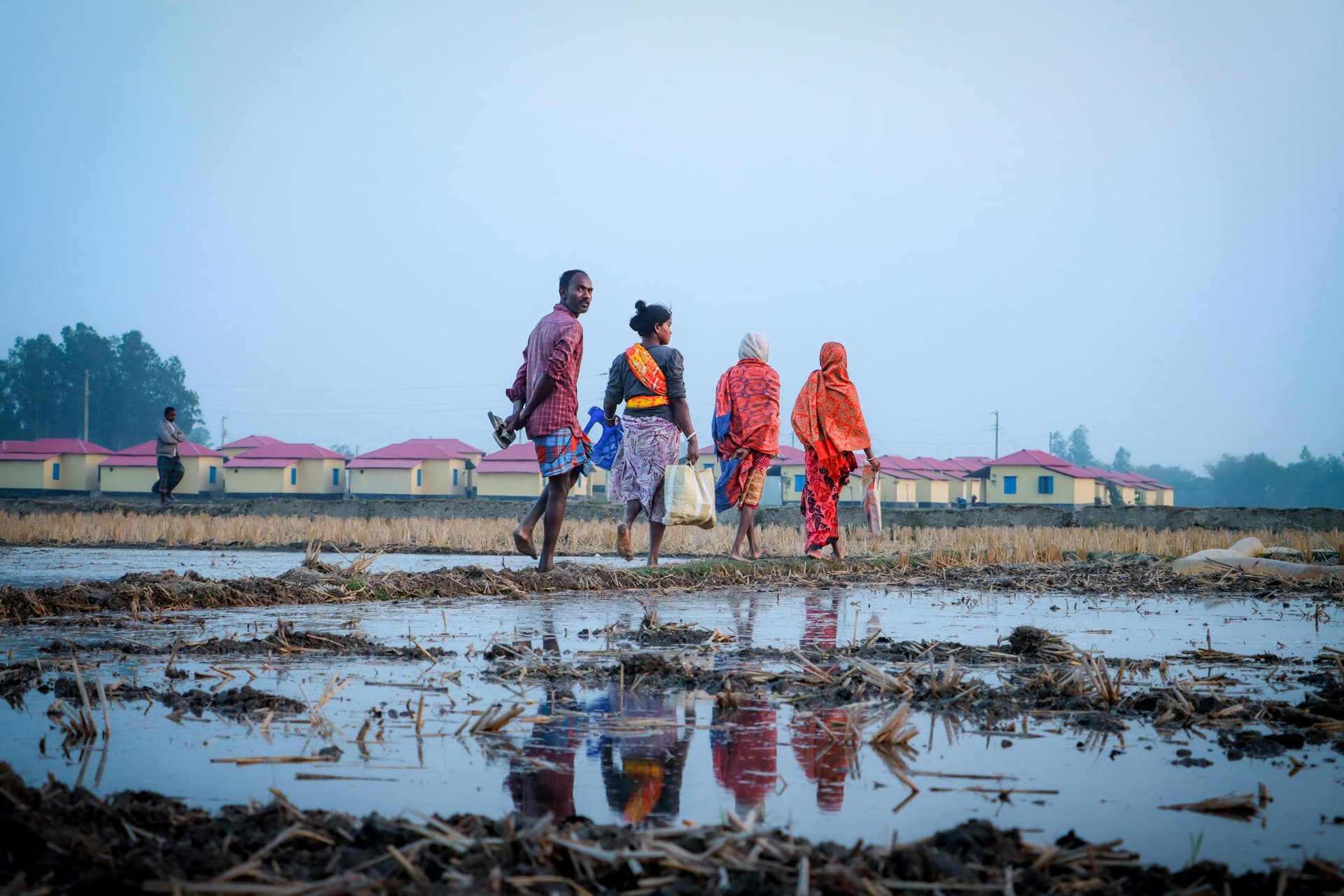 People walking through rice fields near Dinajpur.