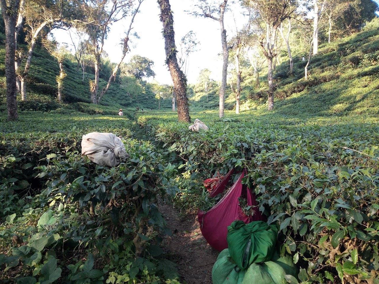 Sreemangal is often referred to as the "Tea Capital of Bangladesh,