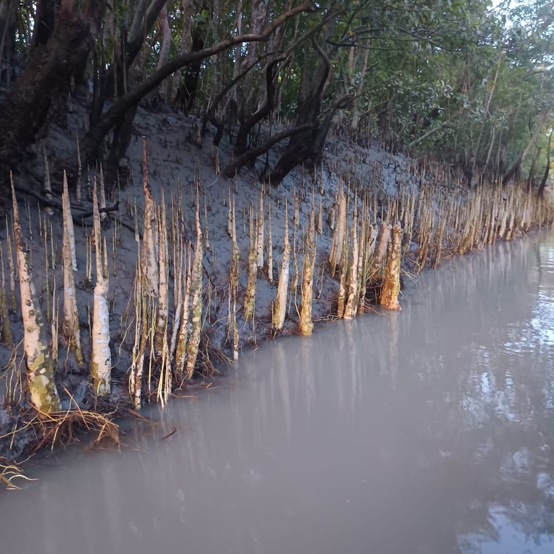 Dhaka to Sundarban Tour image 4