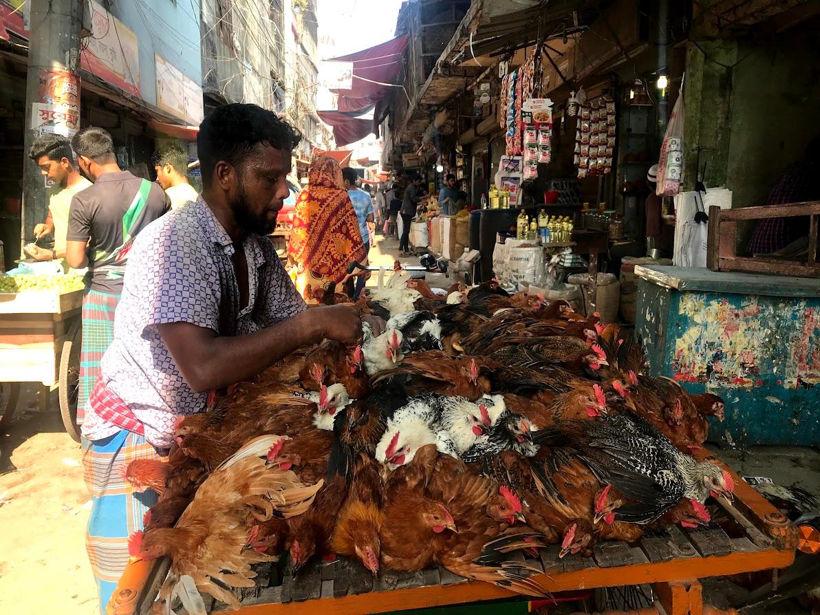 Chicken market at Tejgaon