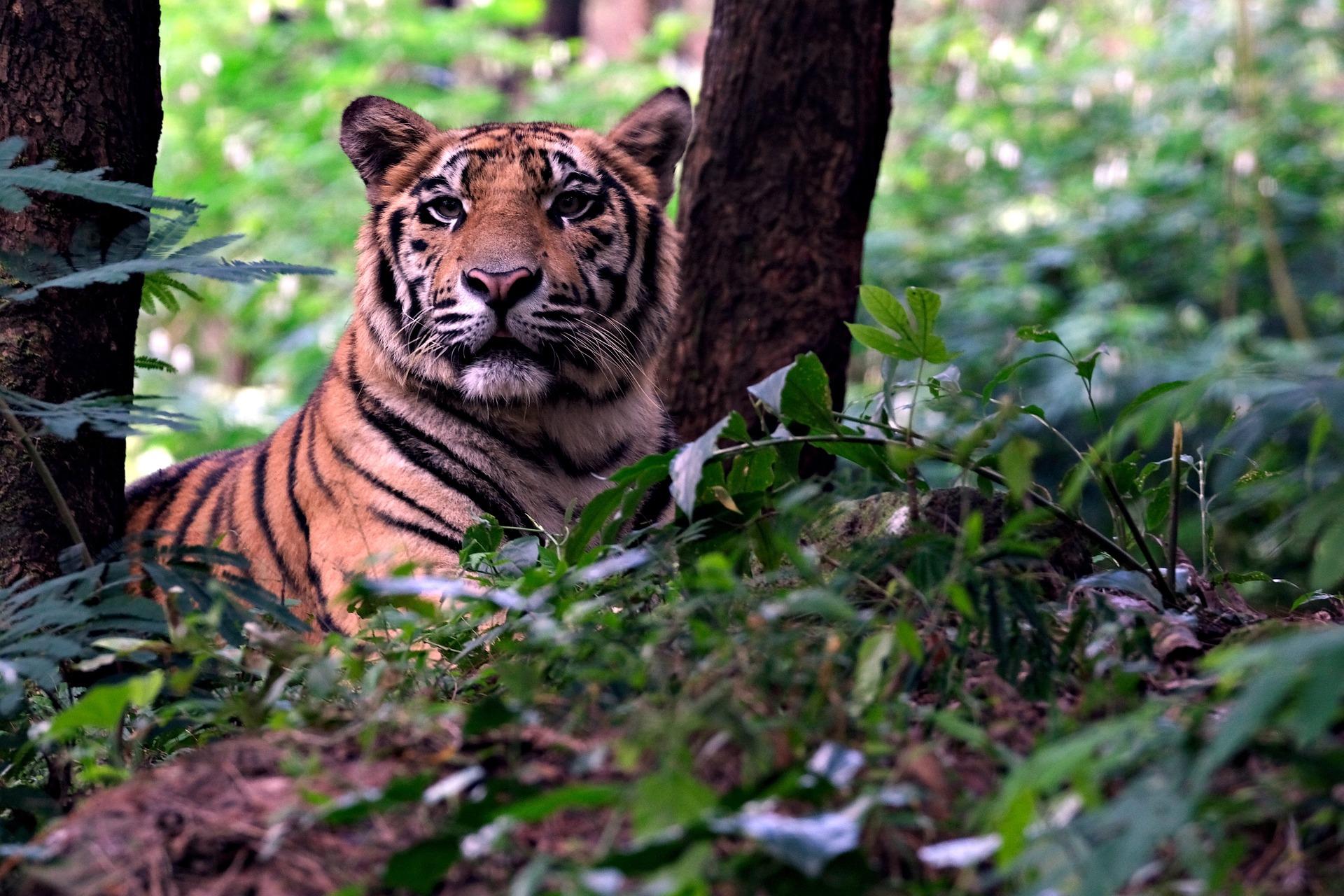 Royal Bengal Tiger Sitting in Sundarban National Park