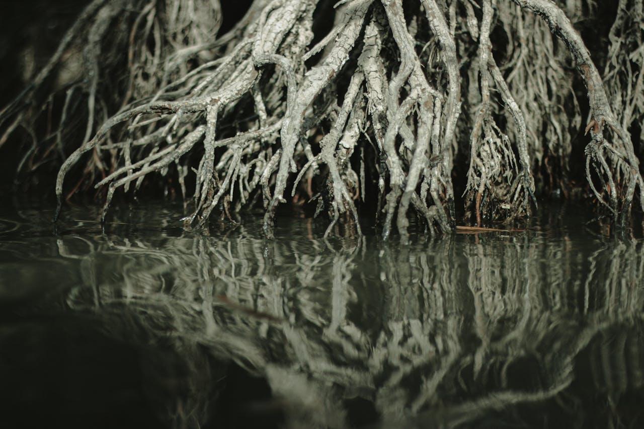 Mangrove Tree Roots