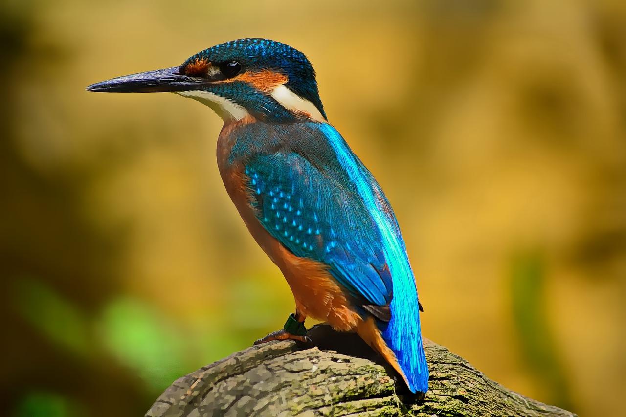 Common King Fisher