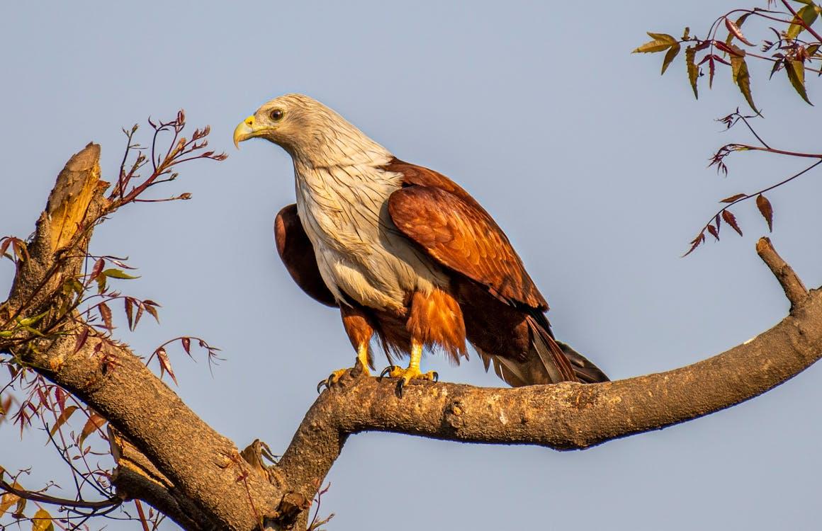 Brahminy Kite