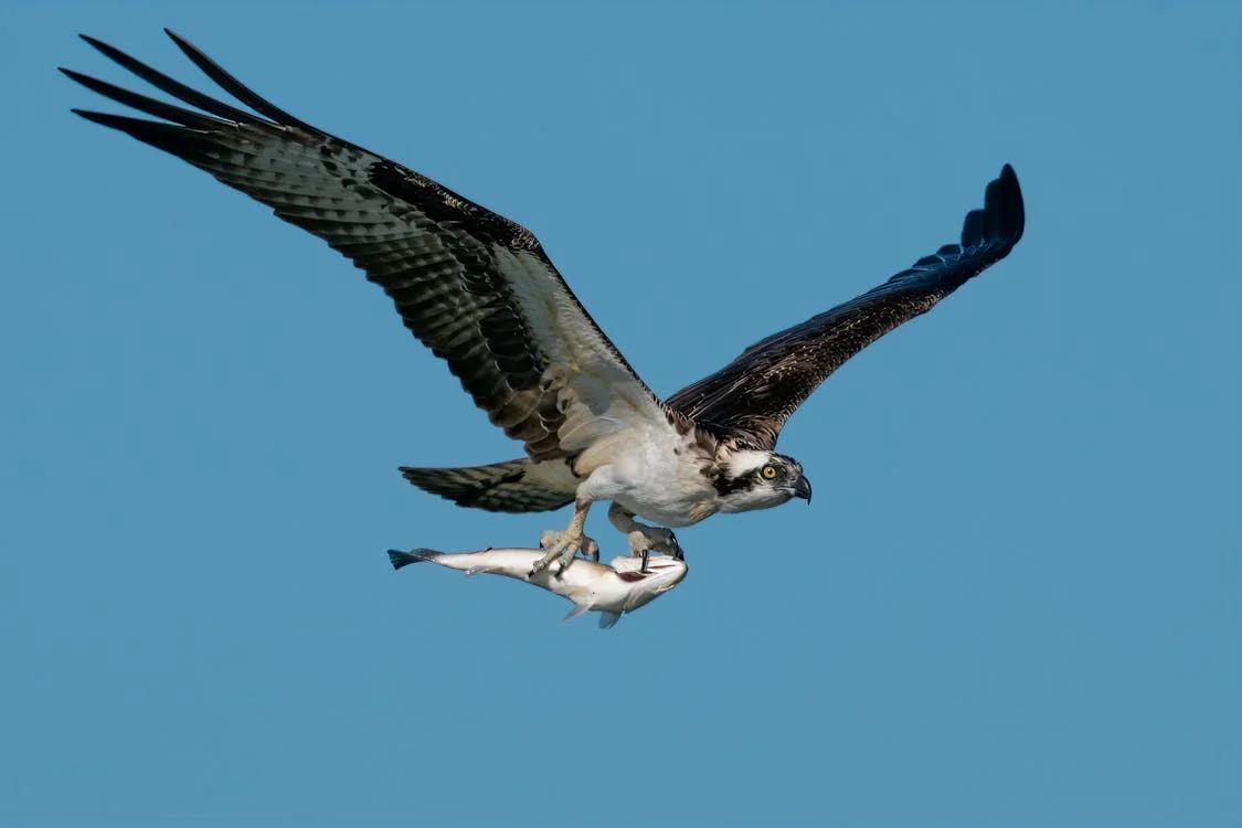 A osprey has a fish on its beak.