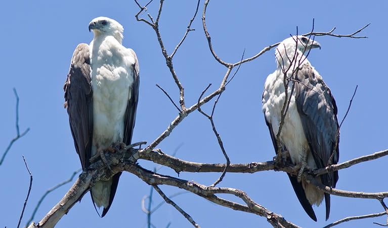 White-bellied Sea-Eagle