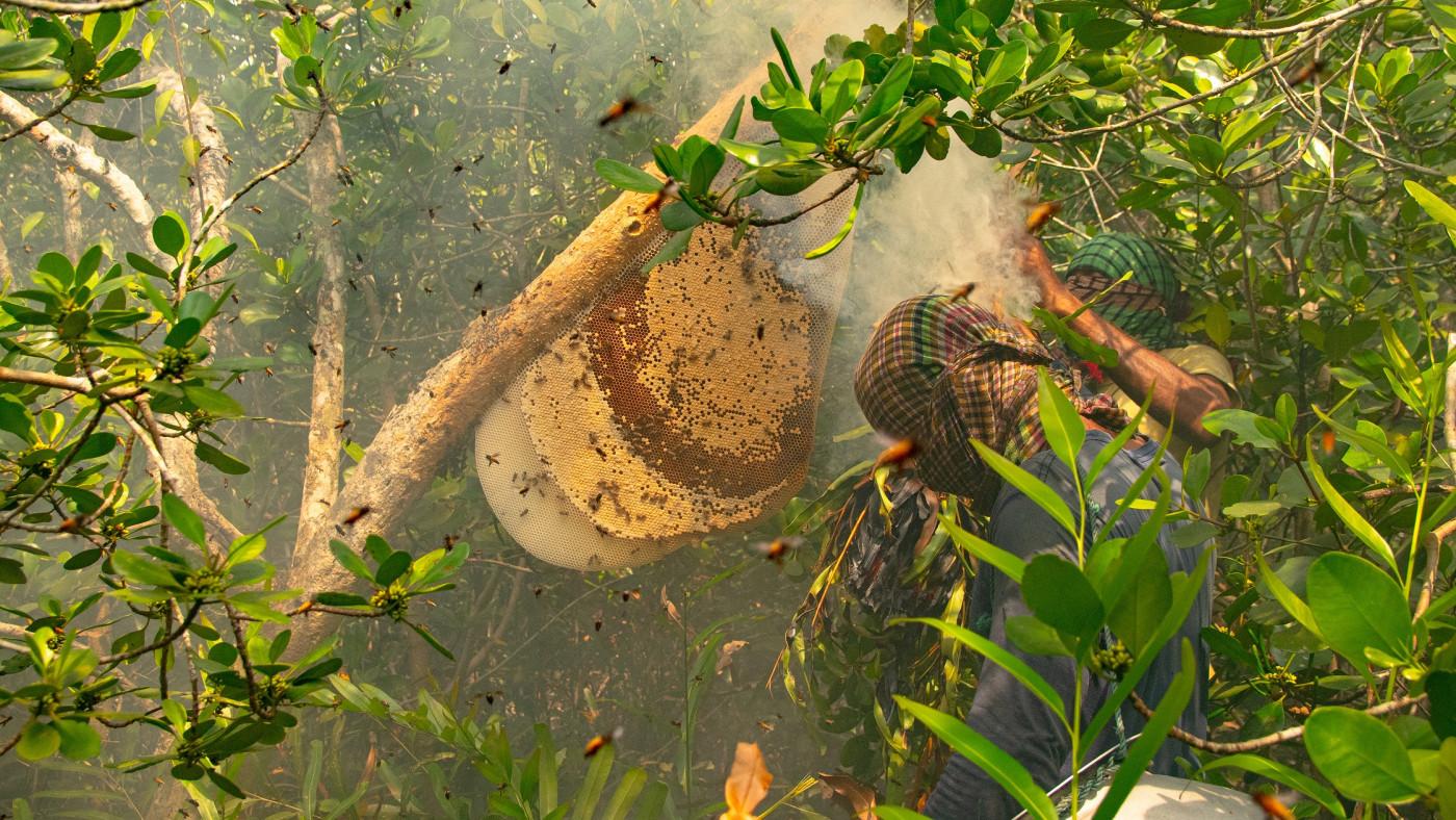 Mawali  collecting Honey in the Sundarbans: A picture from The Business Standard.