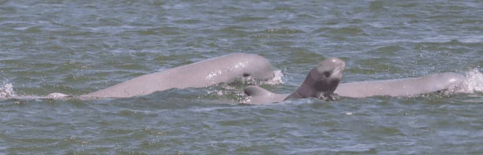  Irrawaddy Dolphin