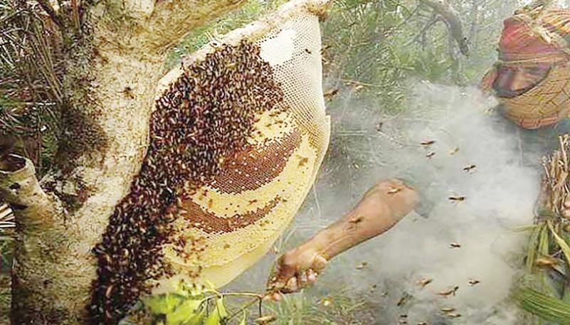 Bee hives at Sundarban