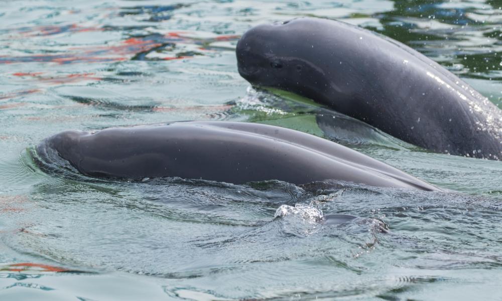 The Finless Porpoise