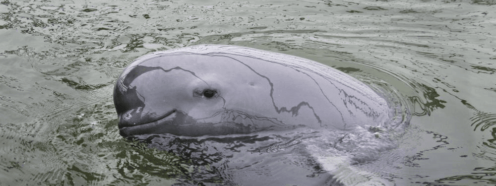 The Finless Porpoise