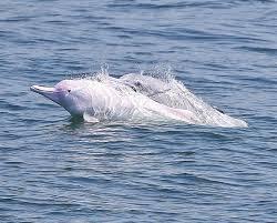 The Indo-Pacific Humpback Dolphin