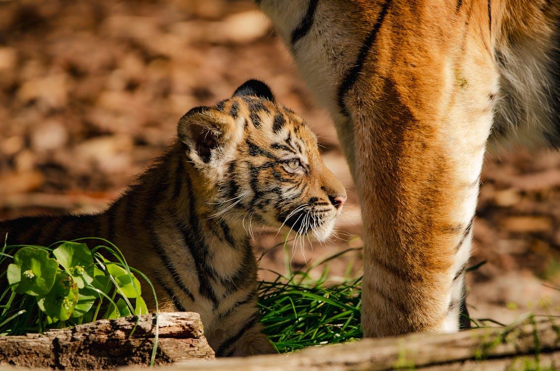 Young tiger cub sitting beside its mother.