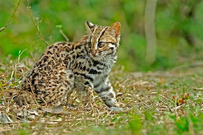 The Elusive Leopard Cat