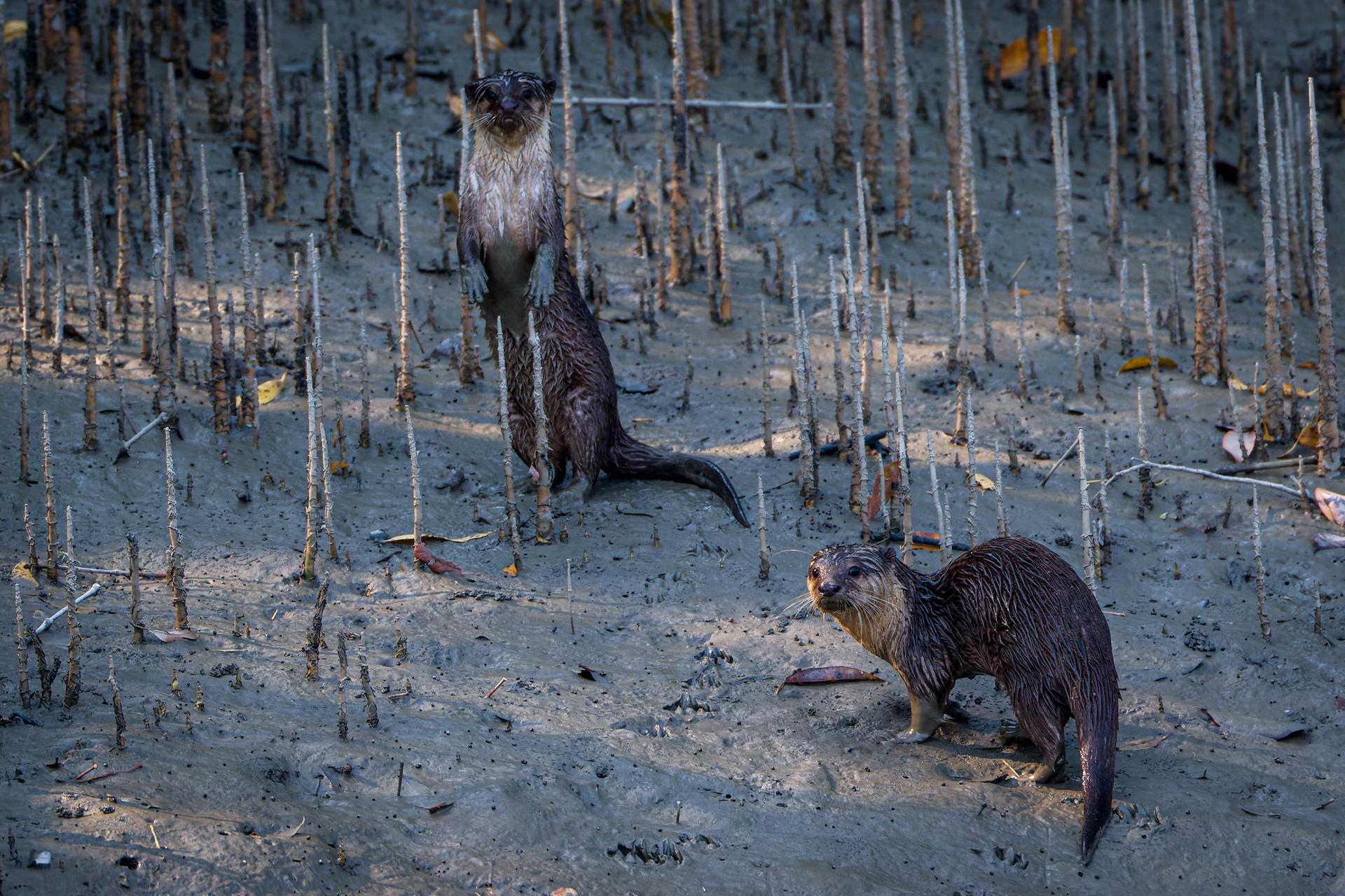 The Oriental Small-Clawed Otter Looking for fish after low tide