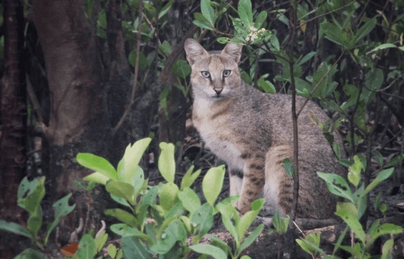 Jungle Cat