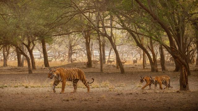 Sundarban Tour Bangladesh (3-Days)