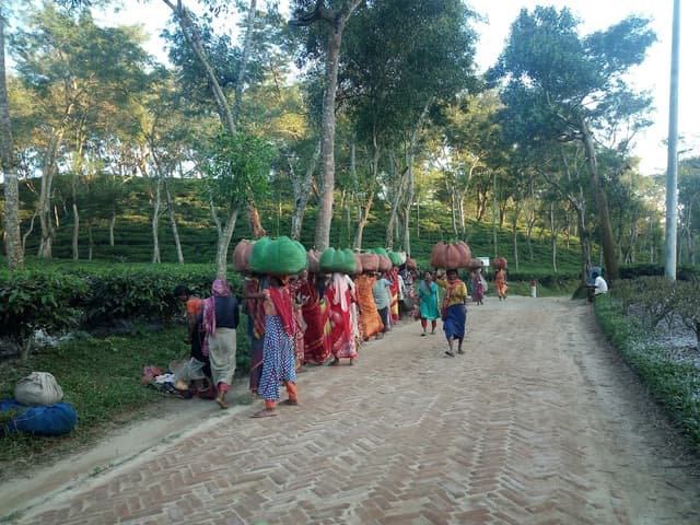 Tea Plantation Tour in Sreemangal