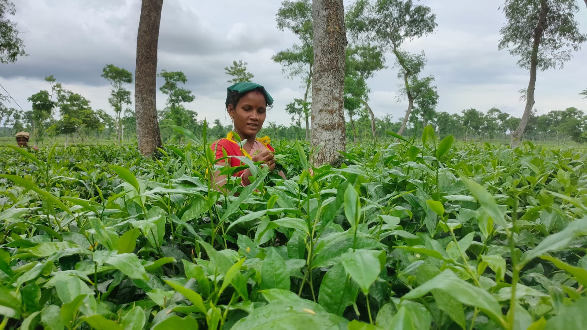 Tea Plantation Tour in Sreemangal image 2