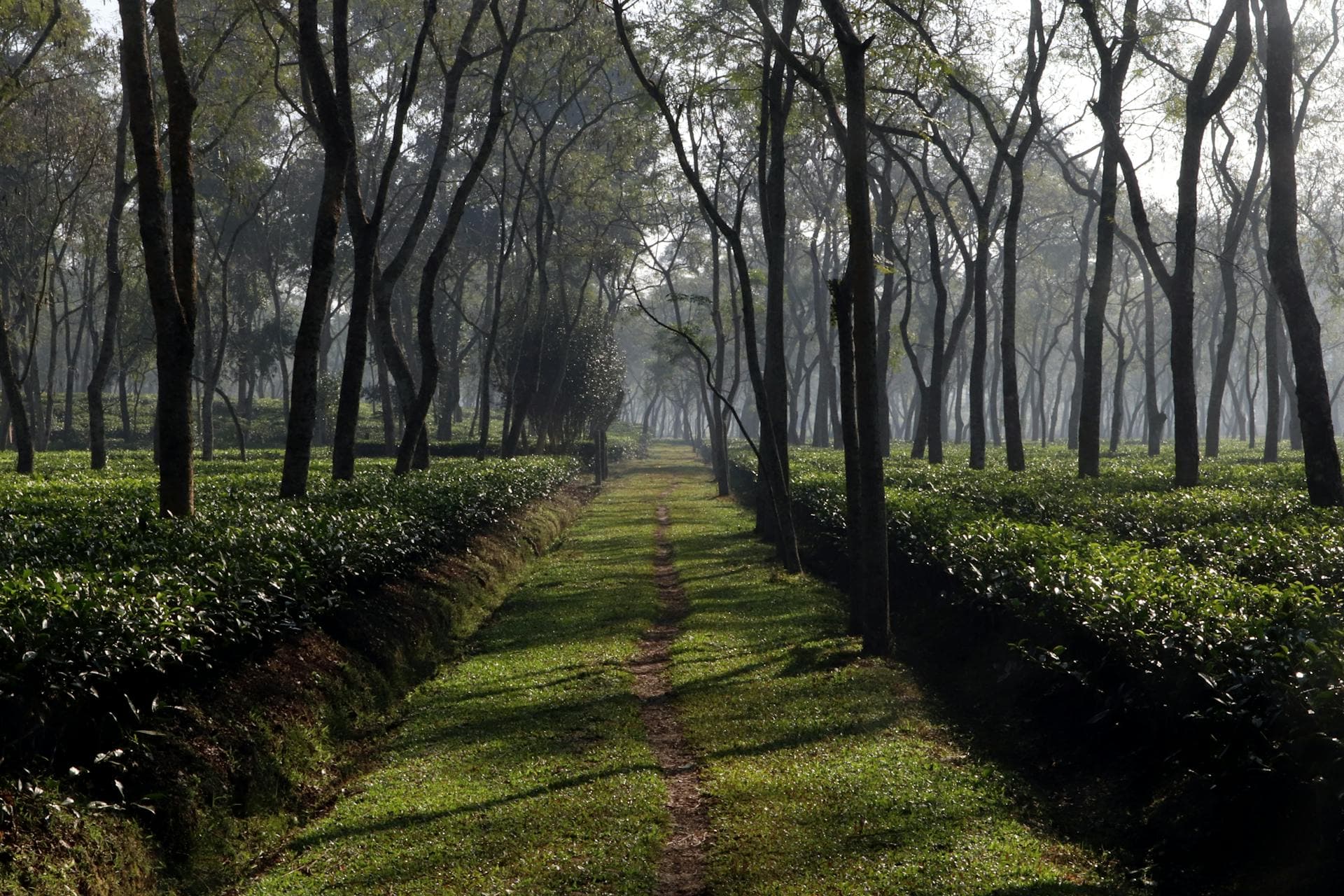 Tea Plantation Tour in Sreemangal image 5