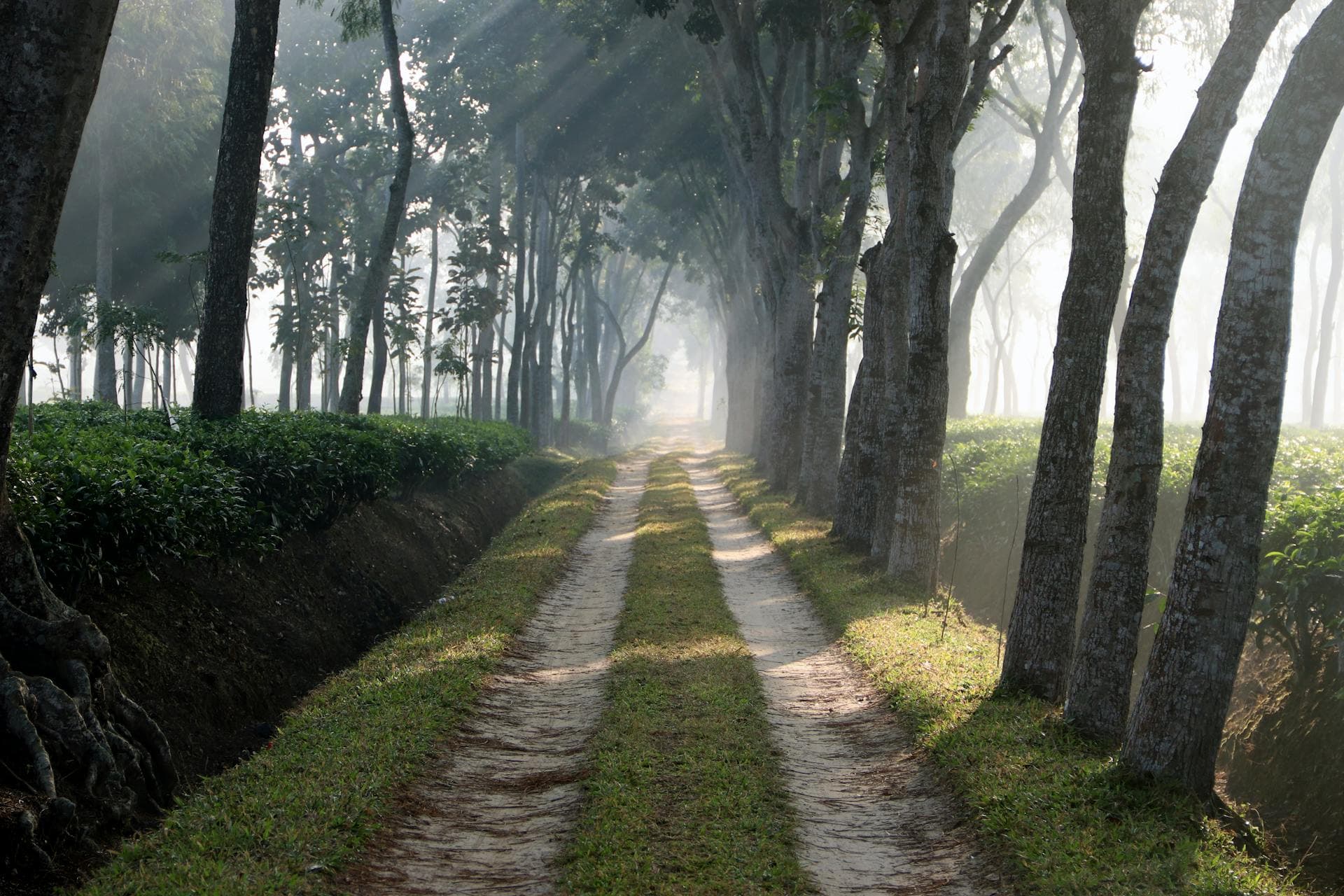 Tea Plantation Tour in Sreemangal image 7