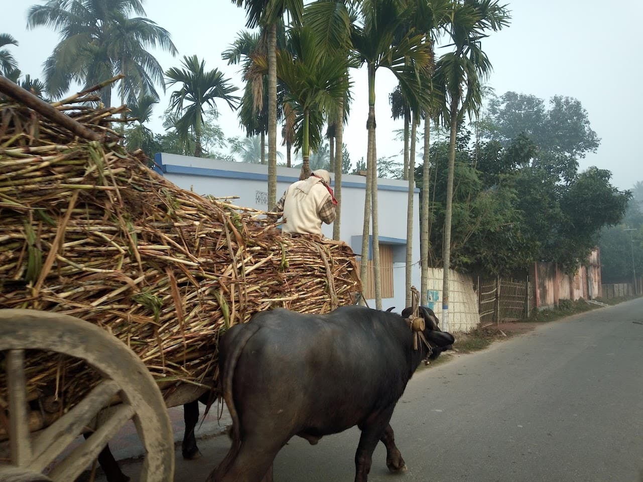 Highlights of Rajshahi image 6