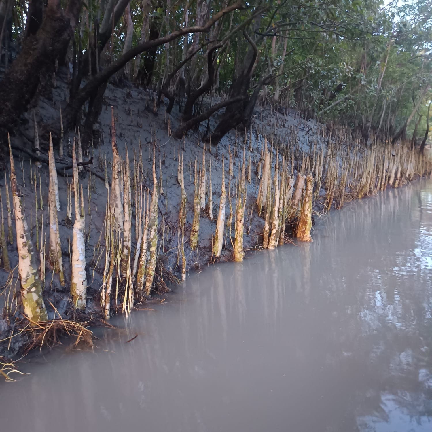 Dhaka to Sundarban Tour image 4