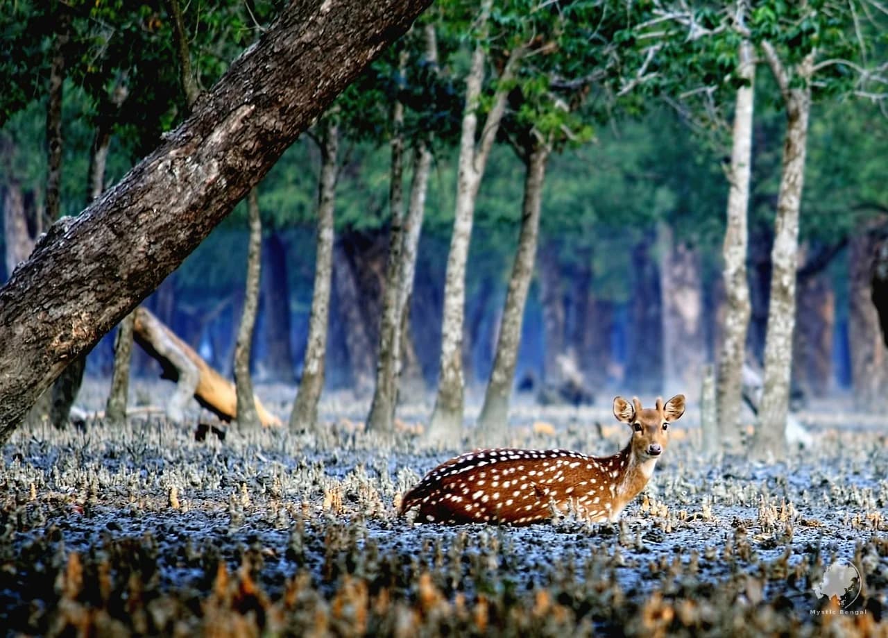 Is Bangladesh Worth Visiting? Honest Travel Guide
