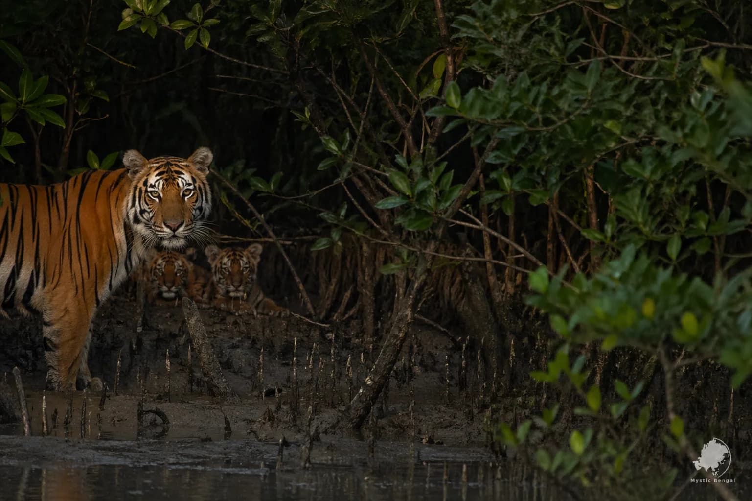 Bangladesh Wildlife Tour