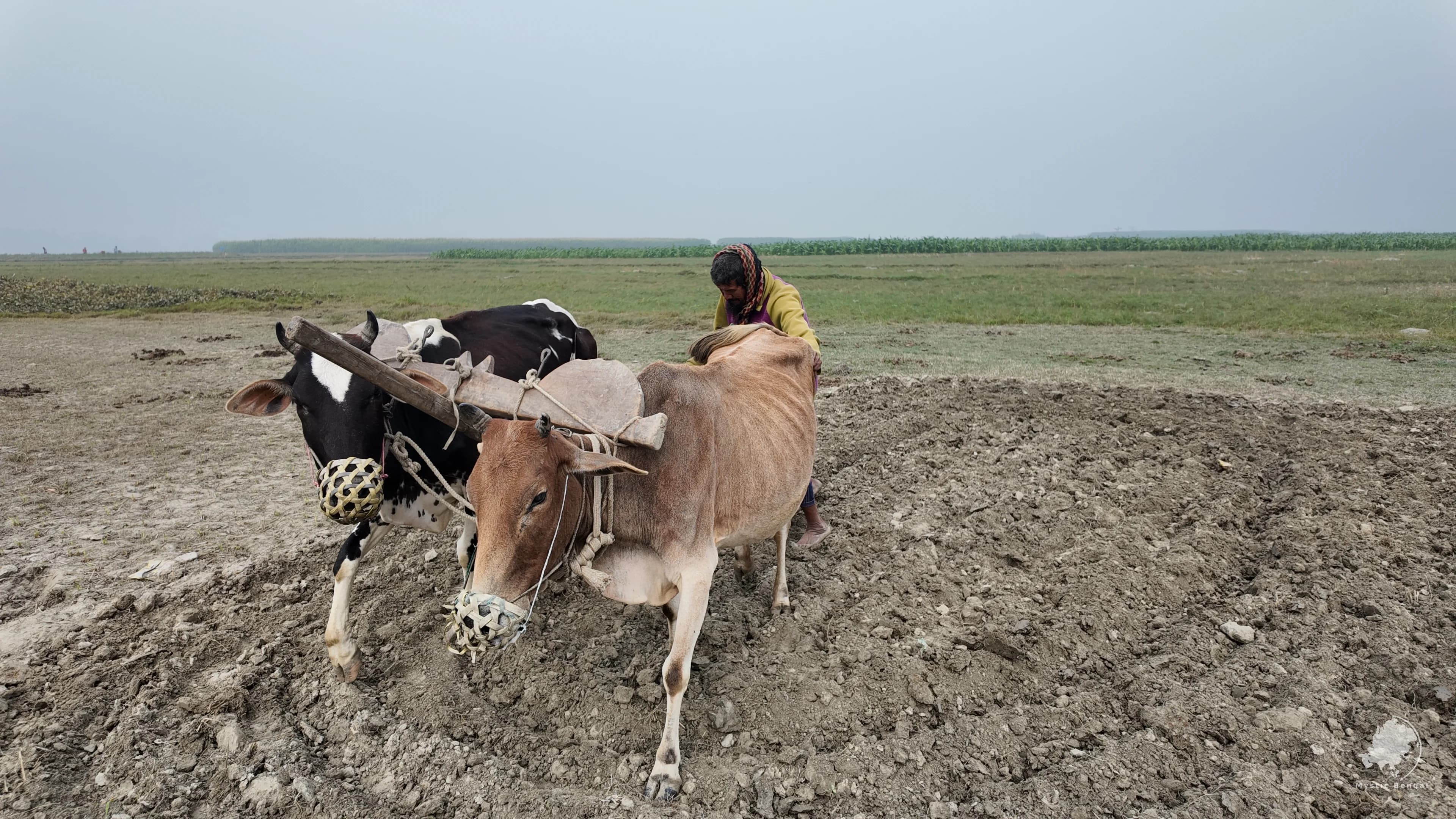 Village Bangladesh: Rural Beauty and Village Life