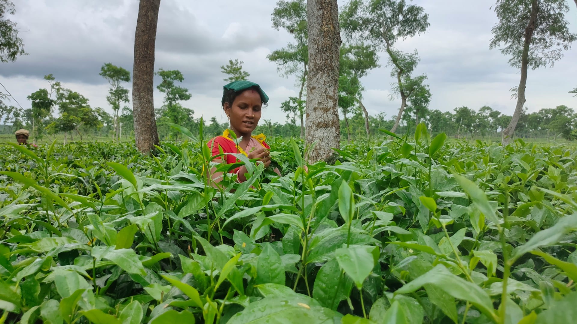 Tea Plantation Tour in Sreemangal