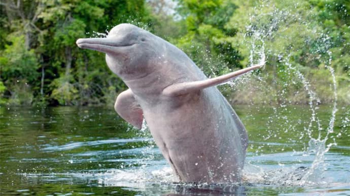 The Ganges River Dolphin