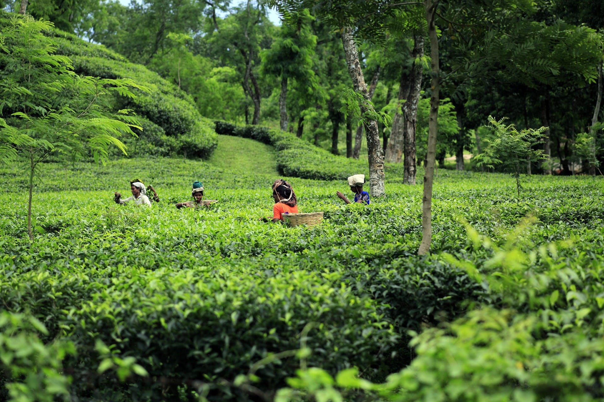 Bangladesh Highlights Expedition (11-Days tour)