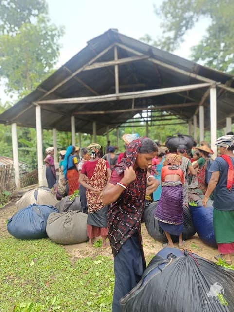 Women collecting tea leaves in a Sreemangal tea garden
