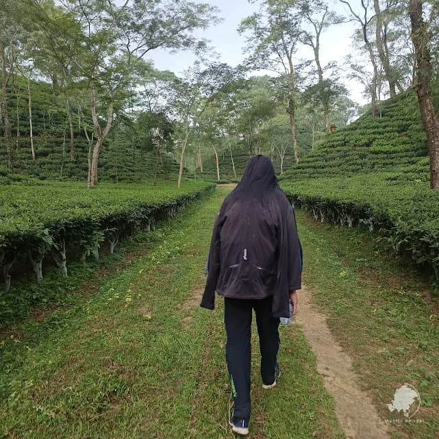 Guest walking along a tea trail in Sreemangal